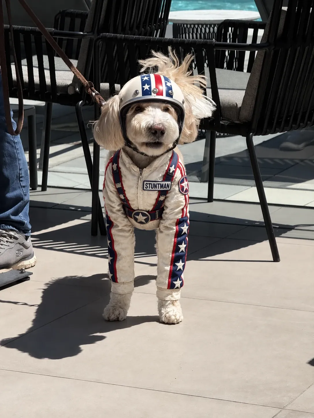 The same labradoodle in the same pose and the same spot, now wearing a white star-spangled stuntman suit and helmet with STUNTMAN on the chest — lead, trainer, chairs, pool, paving and shadow all unchanged