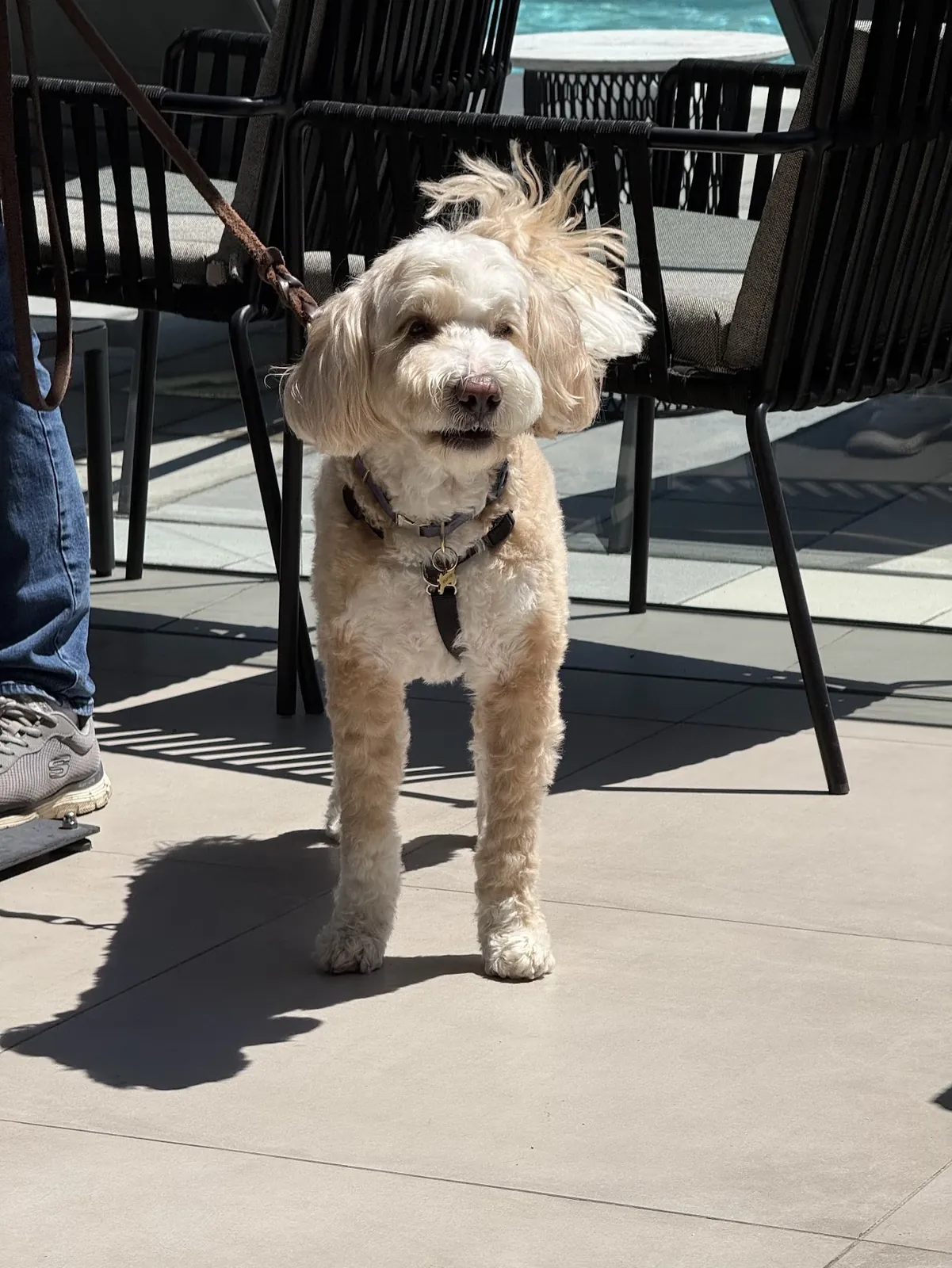 A cream labradoodle stands on sunlit patio paving on a lead, a person’s trainer and jeans at the left edge, black woven patio chairs and a pool behind
